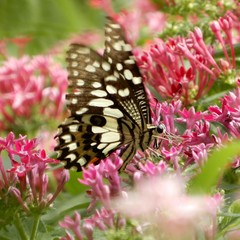 Papilio demoleus