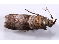 Calguia defiguralis