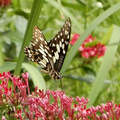 Papilio demoleus