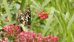 Papilio demoleus