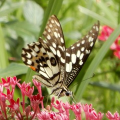 Papilio demoleus
