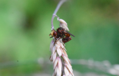Sicus ferrugineus