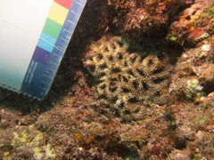 Acanthastrea echinata