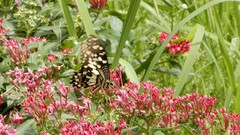 Papilio demoleus