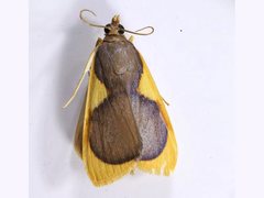 Prooedema inscisalis