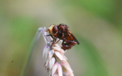 Sicus ferrugineus