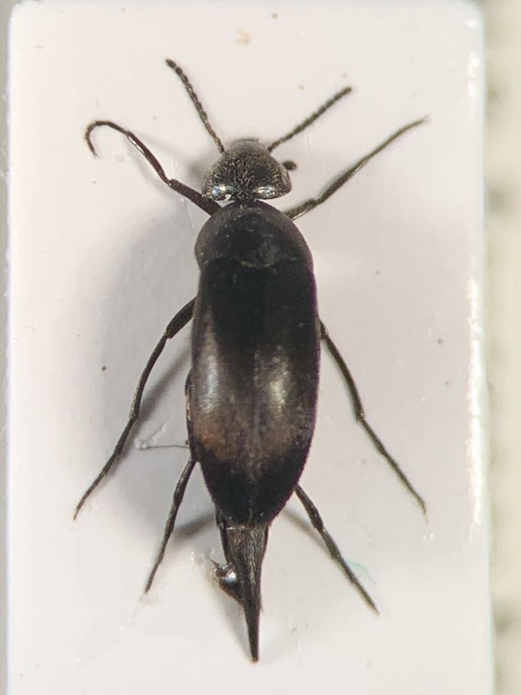 Mordellistena purpureonigrans
