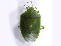 Glaucias amyoti