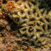 Acanthastrea - Photo (c) Ryan McMinds, some rights reserved (CC BY)