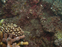 Acanthastrea echinata