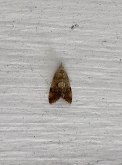 Pseudargyrotoza conwagana