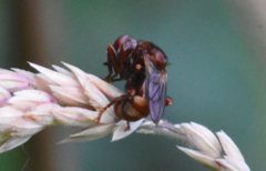 Sicus ferrugineus