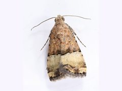 Pseudozarba orthopetes