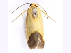 Acontia thapsina