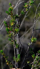 Cliffortia teretifolia