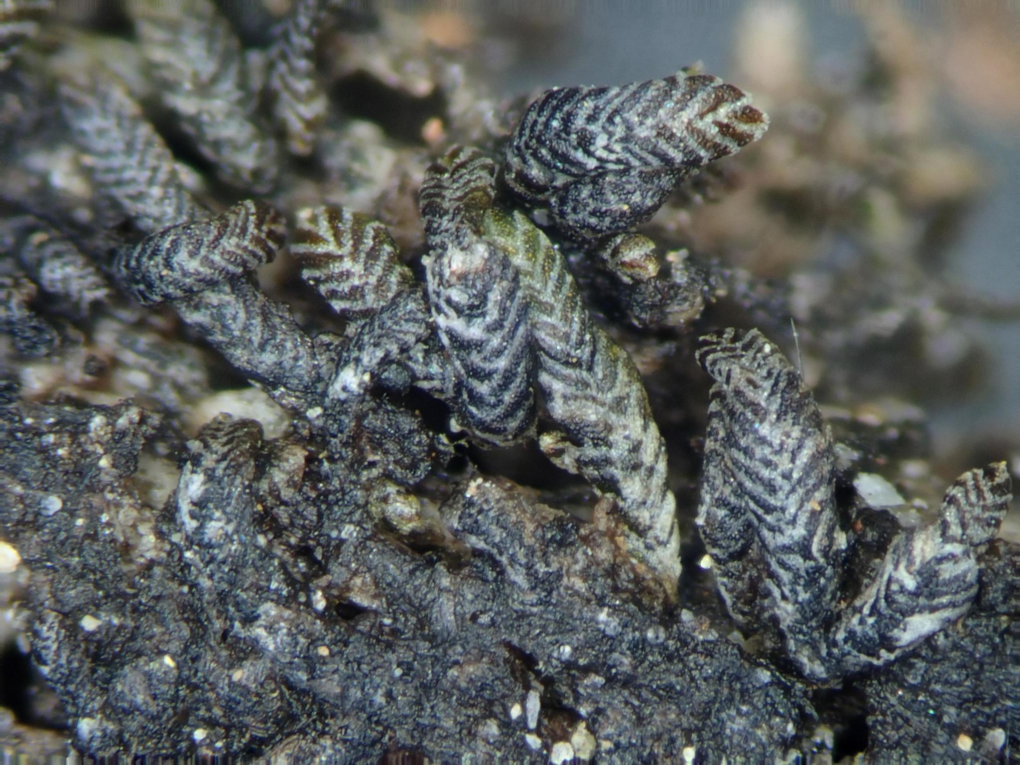 Gymnomitrion crenulatum
