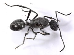Polyrhachis clotho