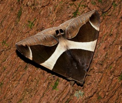Bastilla crameri