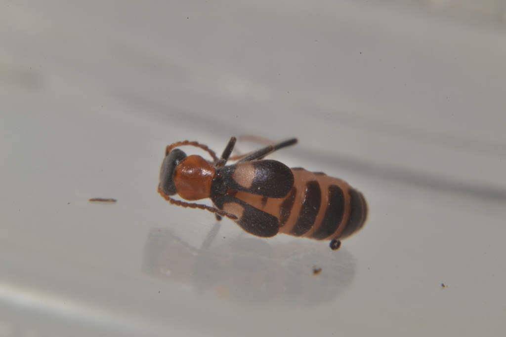 Brachemys peragalloi