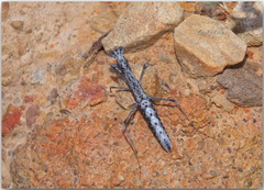 Geomantis larvoides