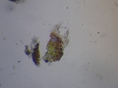 Gymnomitrion crenulatum