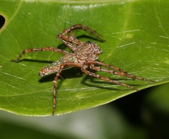 Hamadruas hieroglyphica