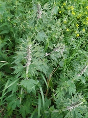 Leonurus quinquelobatus