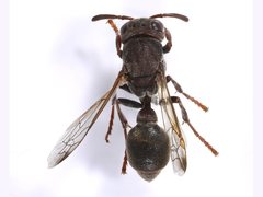 Ropalidia revolutionalis