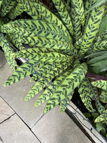 Foto de Maranta cascavel