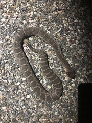 Crotalus cerberus