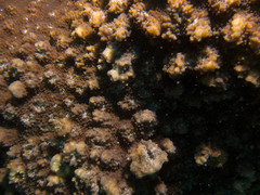 Echinophyllia aspera