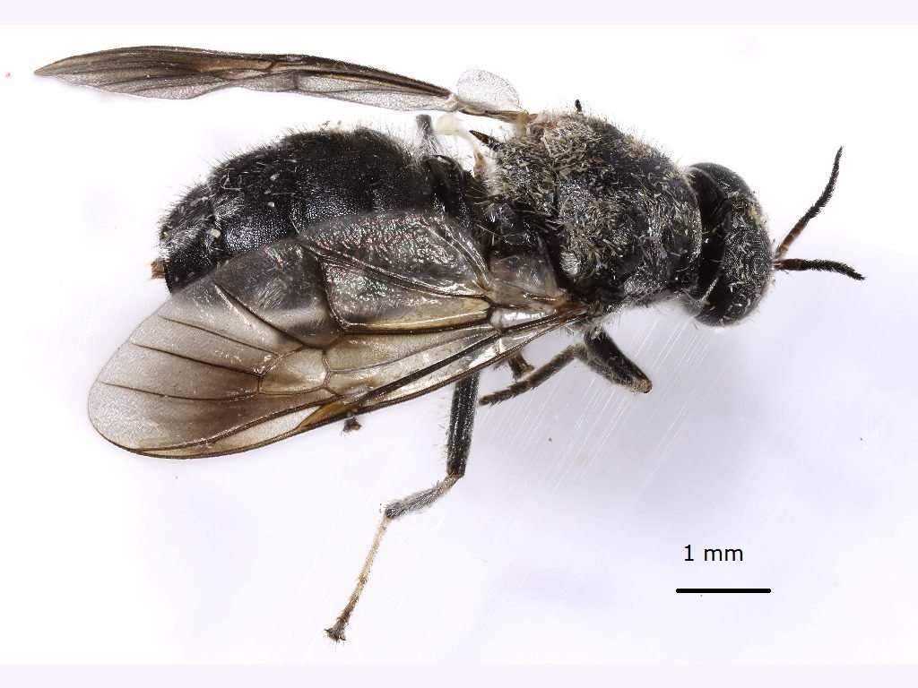 Nigritomyia albitarsis