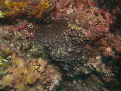 Echinophyllia aspera