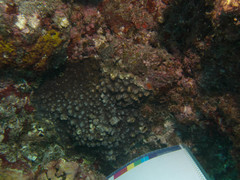 Echinophyllia aspera