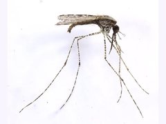 Anopheles amictus