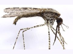 Anopheles amictus