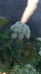 Peucedanum japonicum