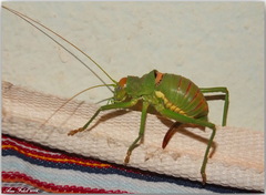 Bradyporinae