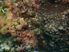 Echinophyllia aspera