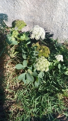 Peucedanum japonicum