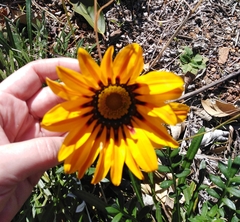 Gazania × splendens