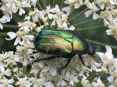 Cetonia aurata