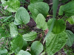 Plantago major