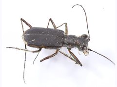 Myriochila semicincta