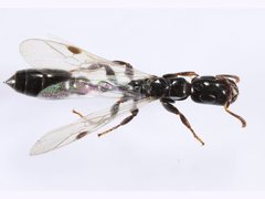 Tetraponera