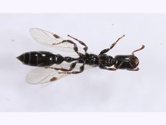 Tetraponera