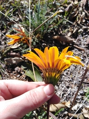 Gazania × splendens