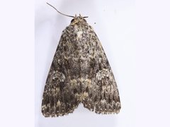 Condica aroana