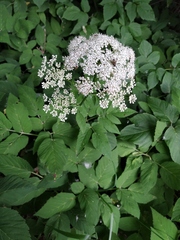 Aegopodium podagraria