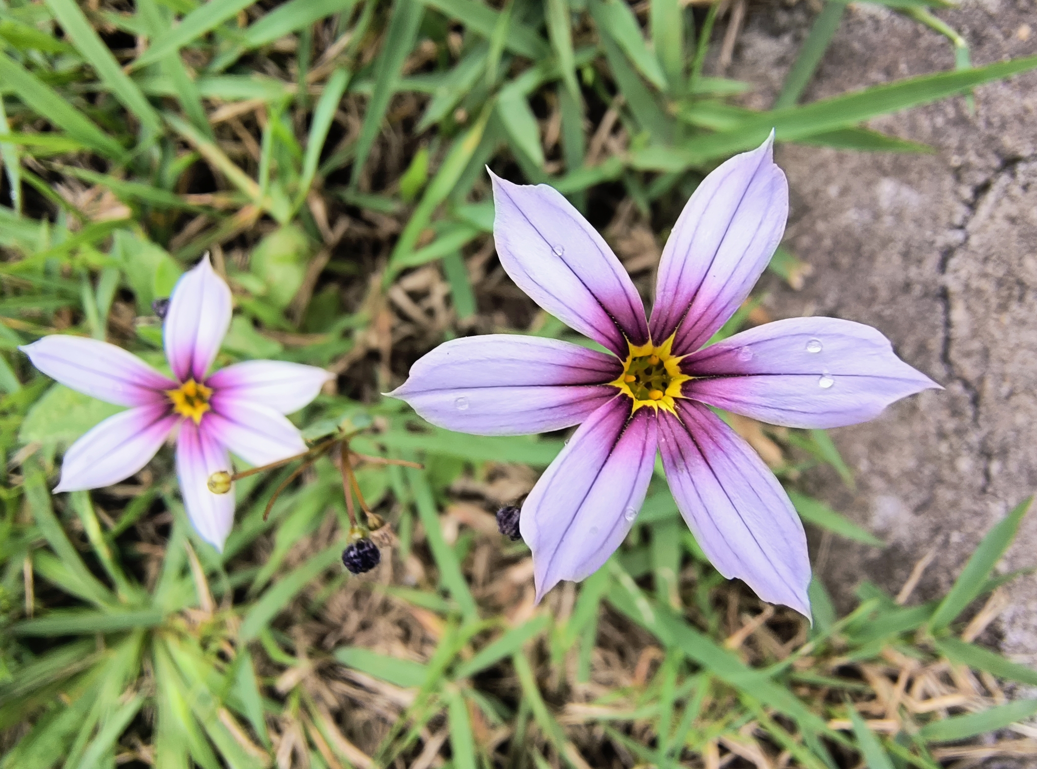Sisyrinchium micranthum